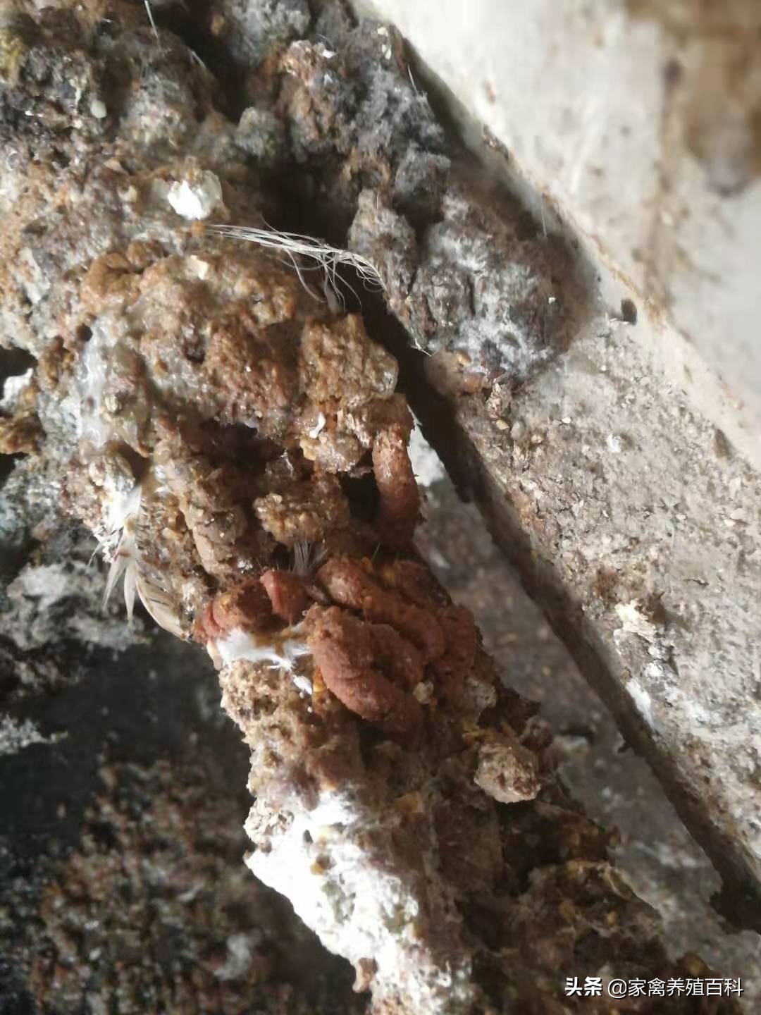 蛋鸡易发病的诊治,蛋鸡霉菌的种类