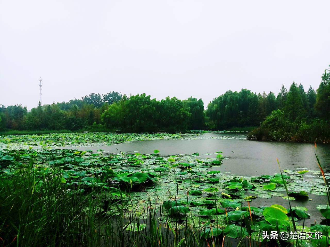 济南泉口湿地森林公园,济南南部山区森林公园推荐