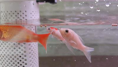 养鱼日记森森鱼缸,水族箱造景养鱼日记