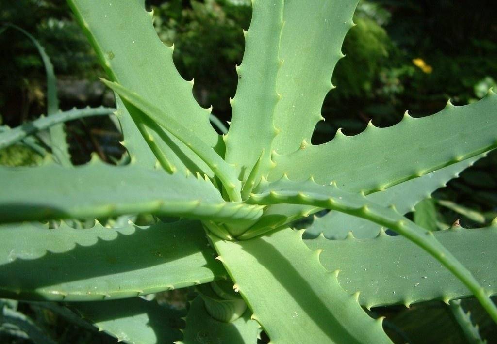 芦荟养殖方法怎么修剪,芦荟的叶子冻伤了需不需要修剪