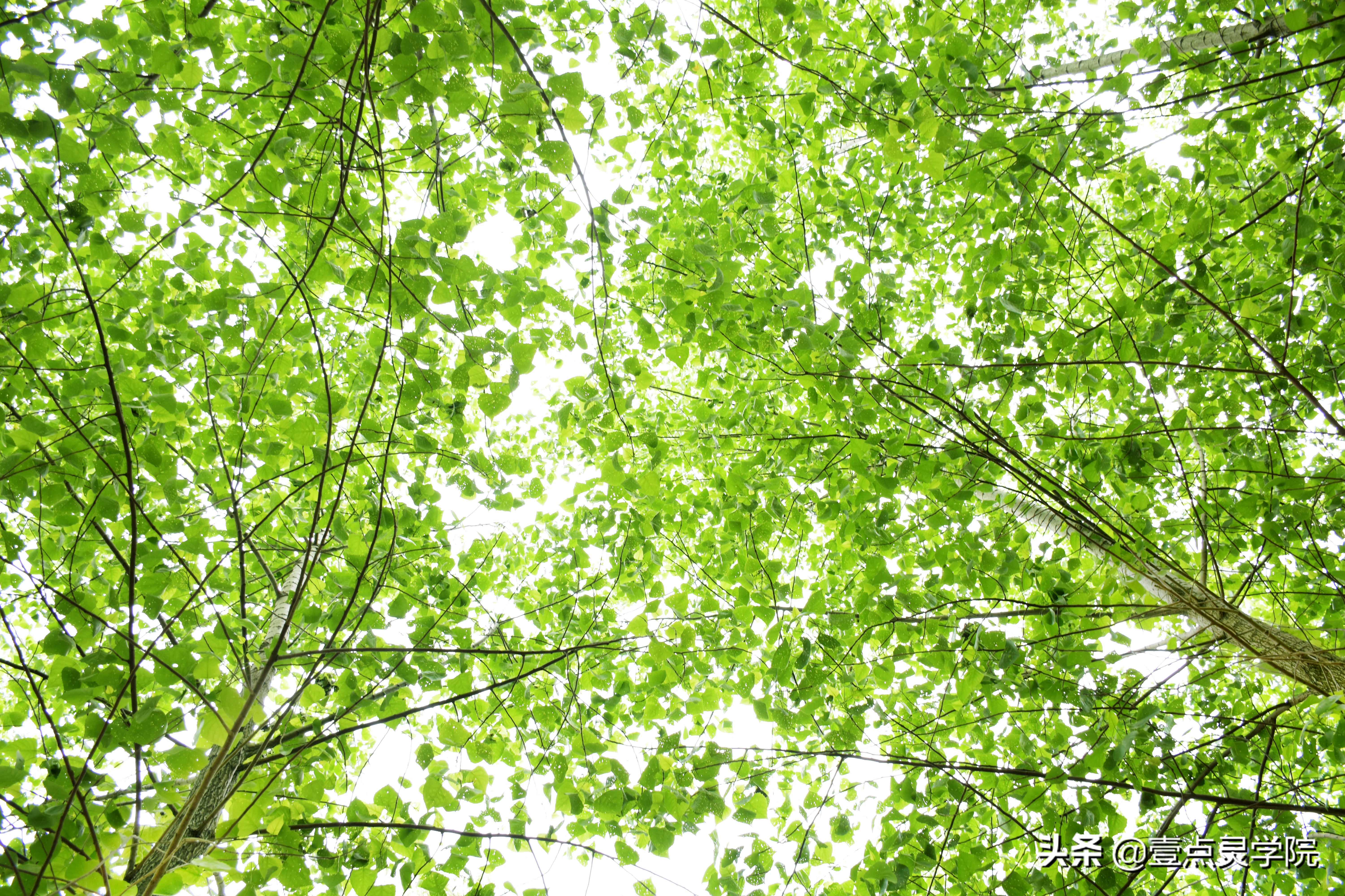 露丝拥有奇幻能量是哪一期,露丝一辈子会经历什么