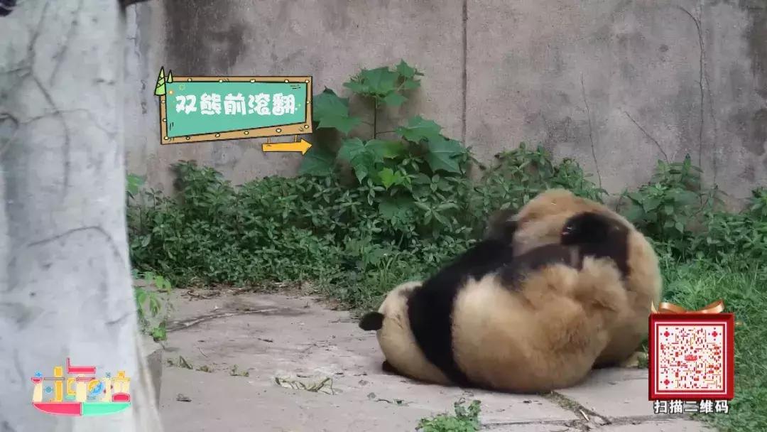 为了寻找“黄金侠”,大亚湾居然上演中国功夫?