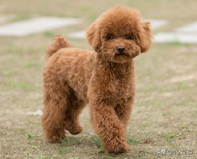 生活中常见的十种宠物狗，你认识多少？小白科普贴