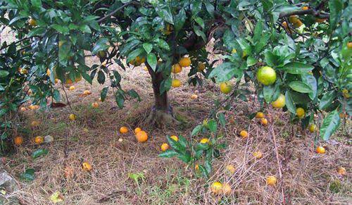 橙子沙皮病图片,冰糖橙果外皮黑是什么病