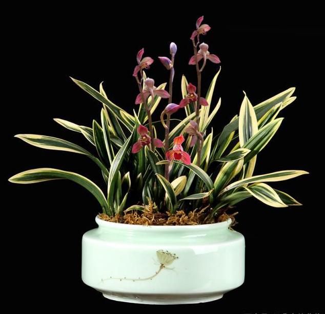 带金边的墨兰开花图片,金边兰花都有什么颜色的花