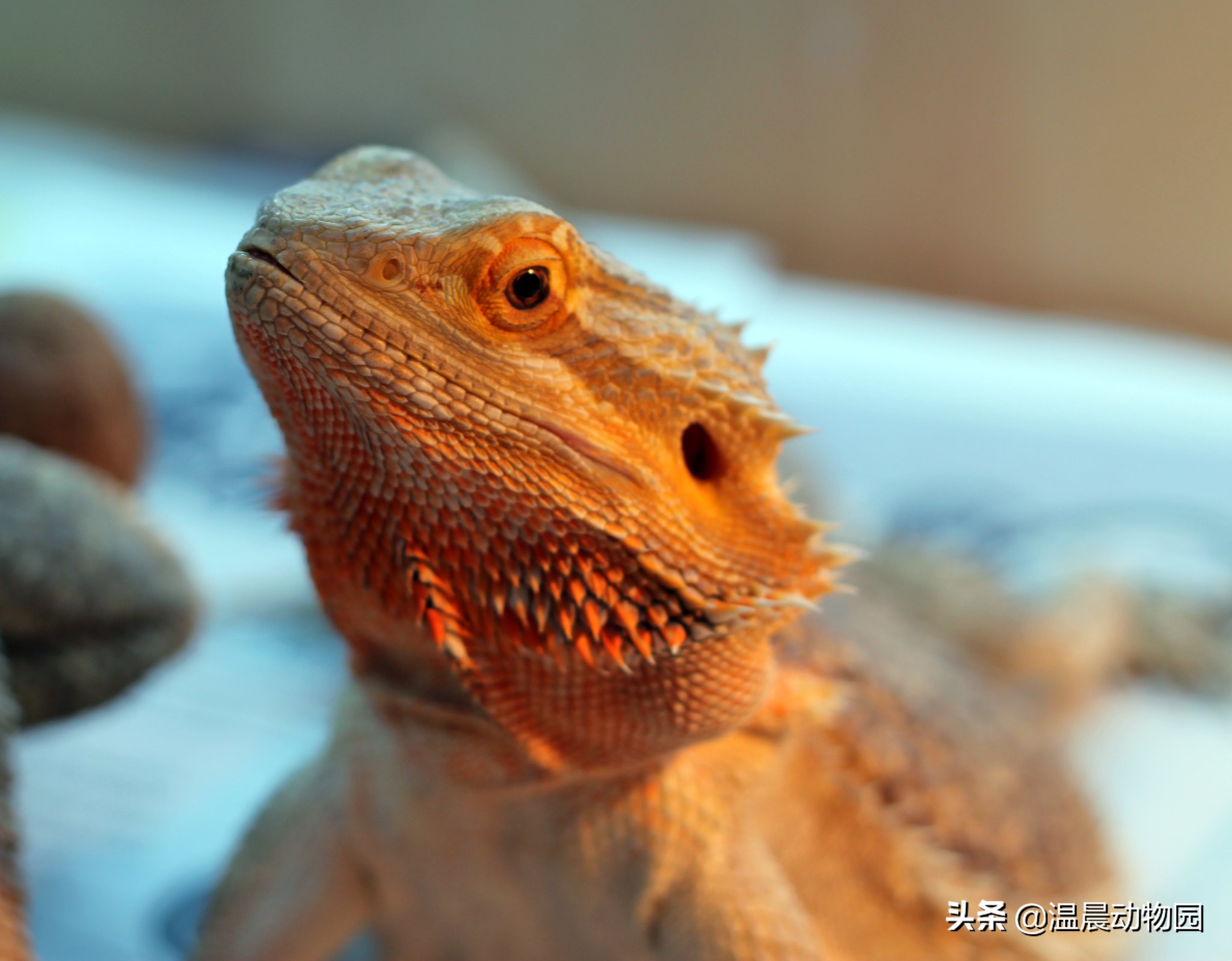 爬宠鬃狮蜥有多大,鬃狮蜥合法吗