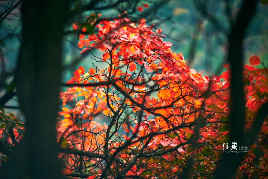 红了红了！在甘山的片片红叶中首波感受绚烂的秋天