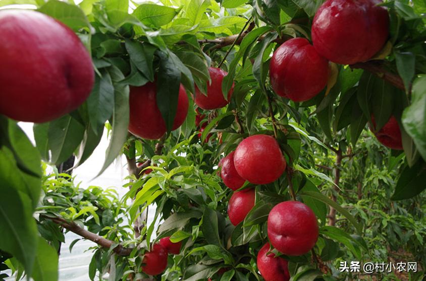 现在山东油桃都有什么品种,大连油桃与河北油桃区别