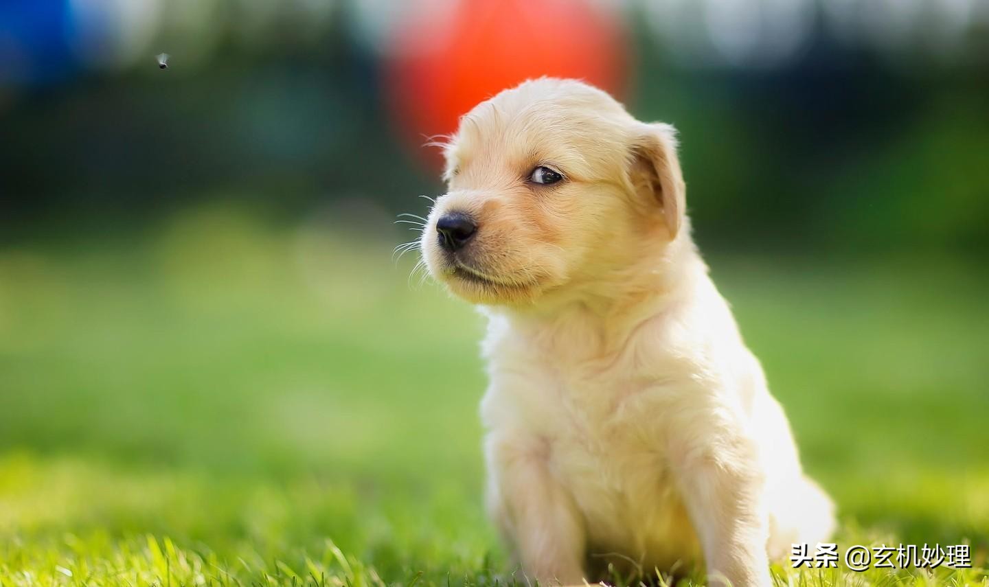 明日黄历运势查询结果,黄历看日子2021