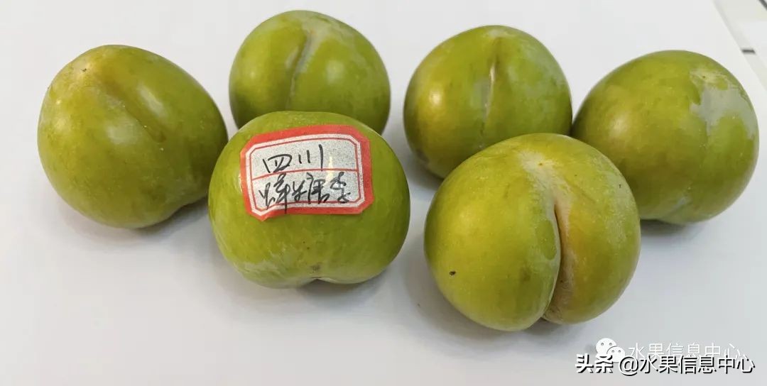 李子柒测评黄桃罐头,正宗蜂糖李子几月份成熟