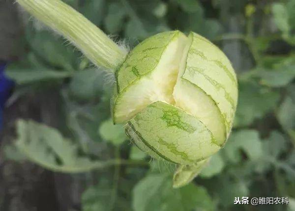 西瓜裂瓜的最佳治疗方法,西瓜裂瓜是怎么回事