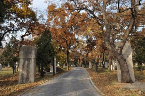 山东孔林为何能乌鸦远避，蛇类不侵？老祖宗的智慧让人叹服