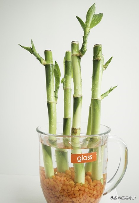 最旺家的5种植物家里养一盆,八种植物招财又旺宅一定要养一盆