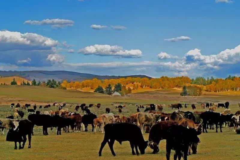 新希望收购澳牛进展情况,新希望收购蒙牛