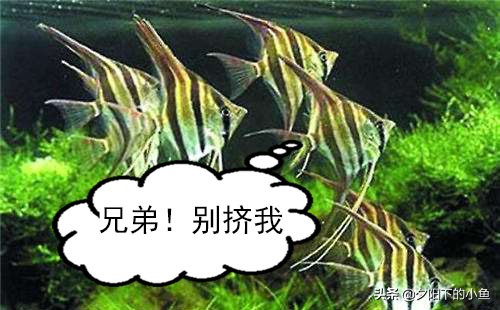 水草缸爆藻养什么,水草缸爆藻还是不爆藻