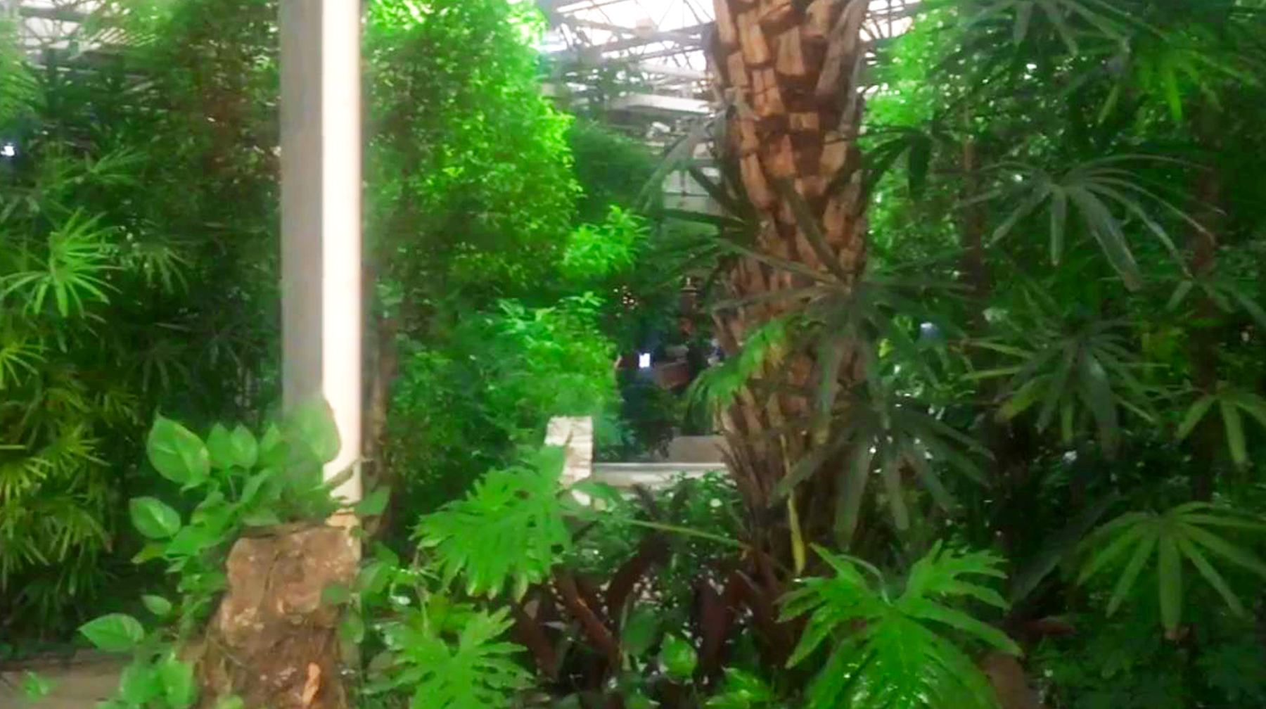 穿溜冰鞋上菜的服务员,穿溜冰鞋上菜