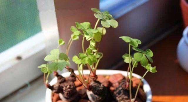 普通三叶草也可以养老桩,三叶草怎么养成盆景