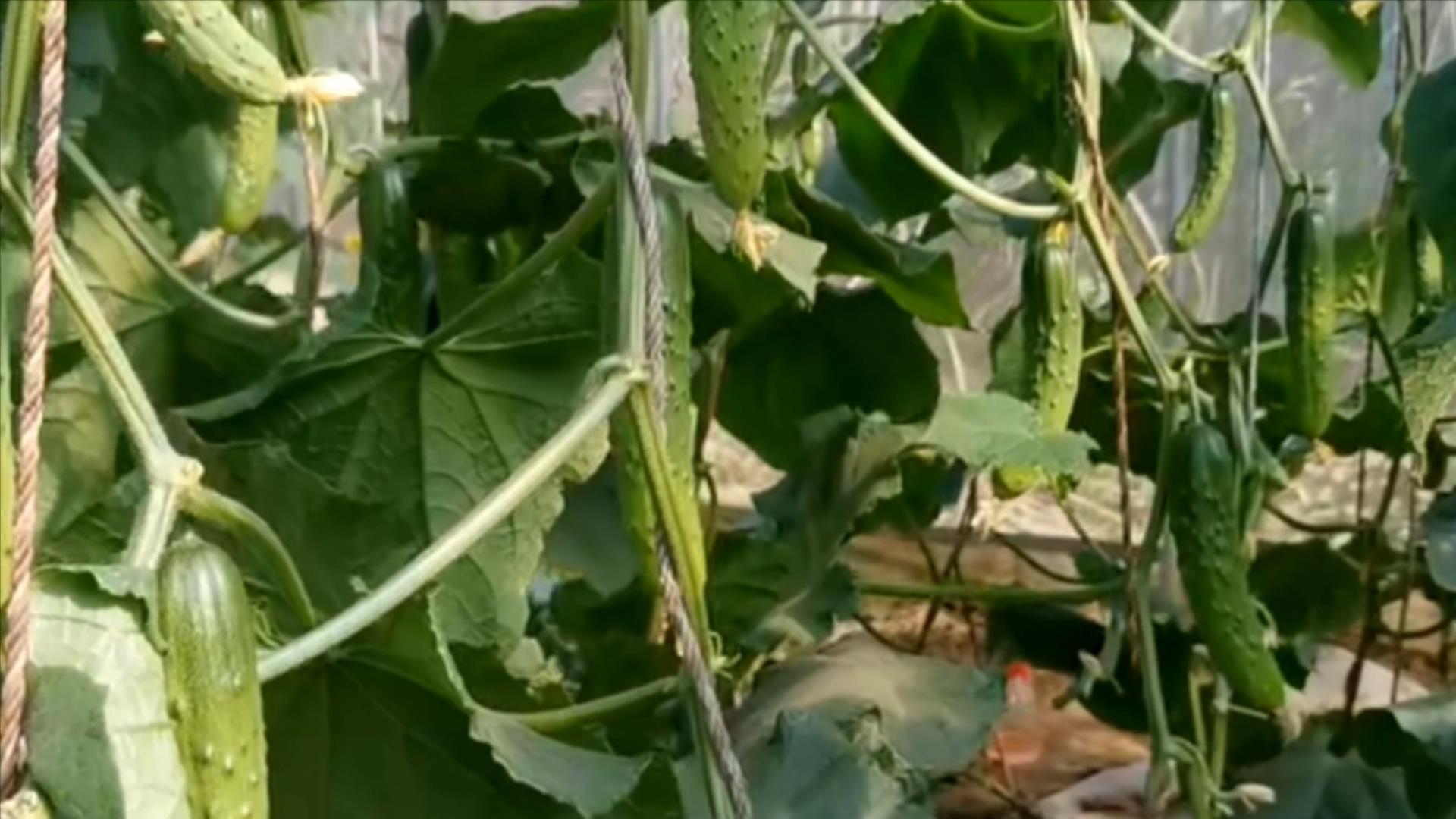 黄瓜打没打药,黄瓜打激素位置图解