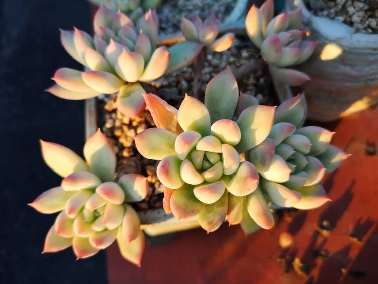 误打误撞的多肉情缘,带我走进多肉小世界!