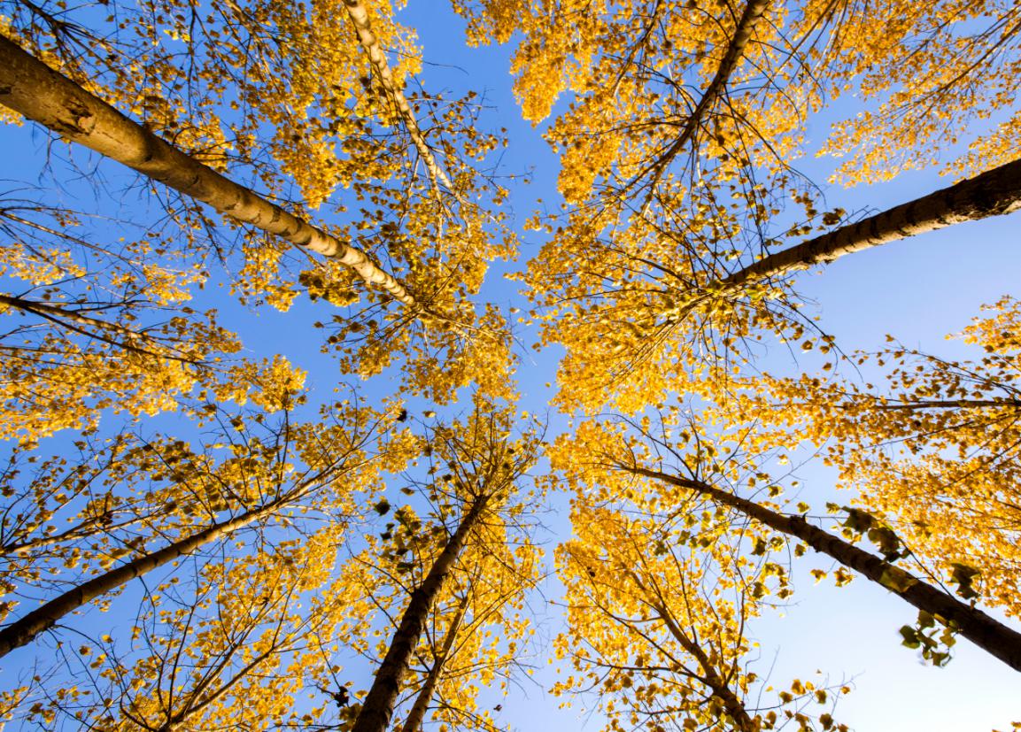 沧州旅游攻略详解,沧州旅发大会游玩攻略