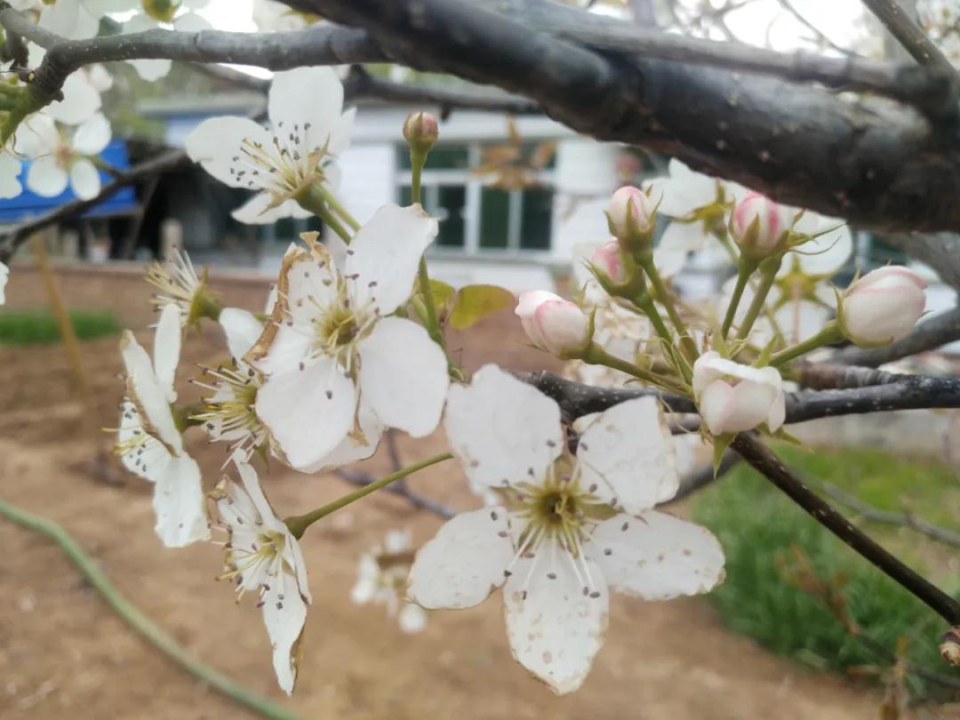 朝阳赏花攻略（建议收藏）