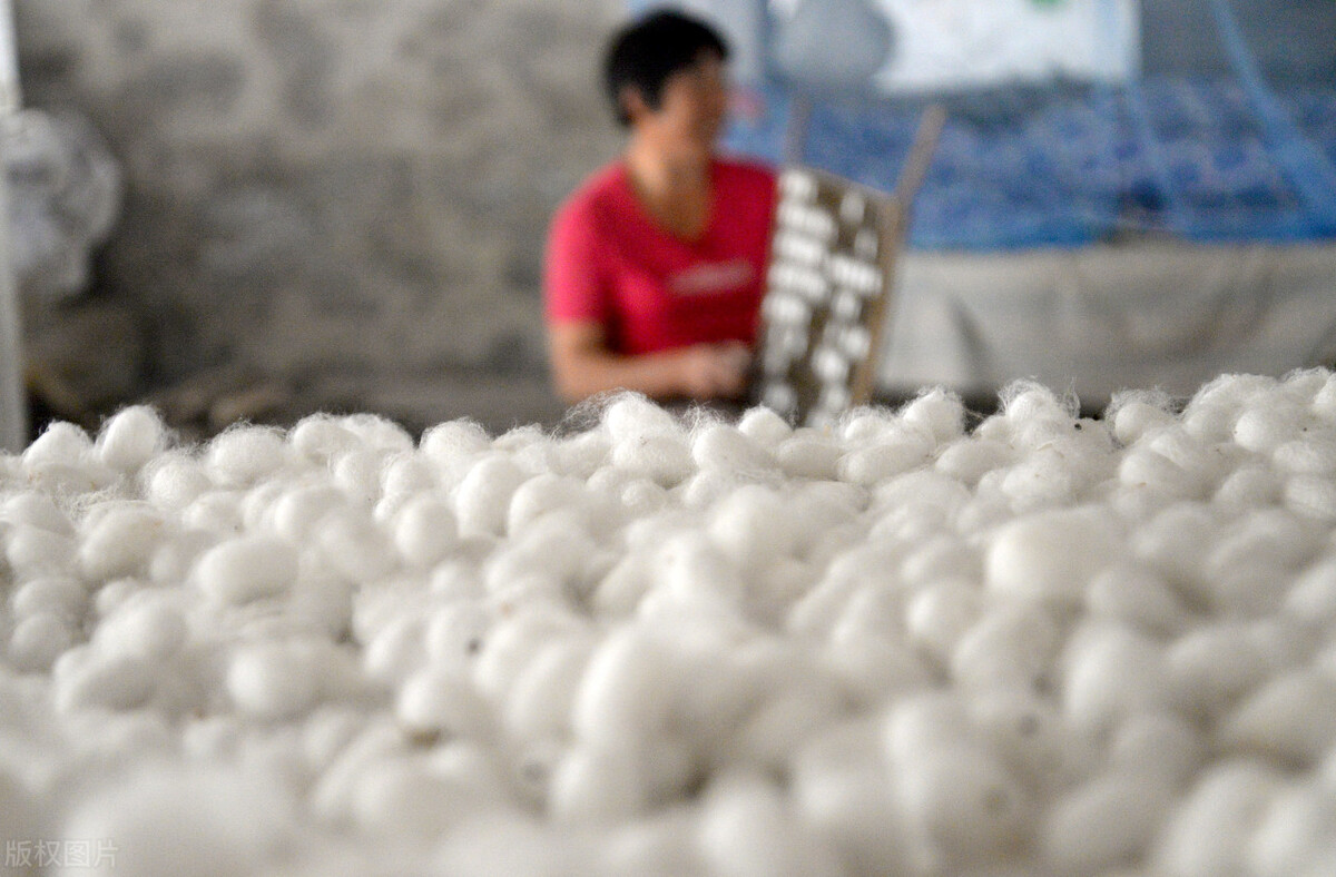 桑树发展前景怎么样,桑树种植前景和利润