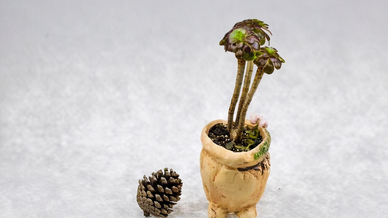 走进盆景世界领略盆景的魅力所在,浅谈盆景的大小与艺术价值