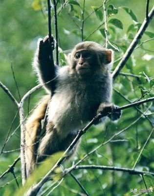 永春桃城镇桃园天地,山水桃源风景图片