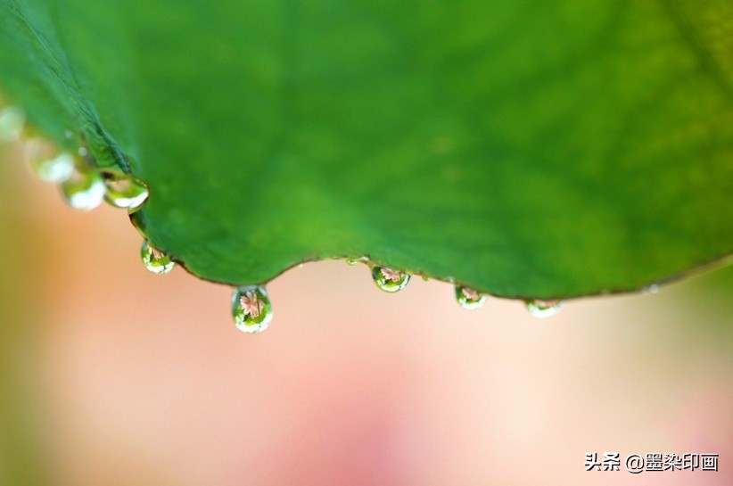 微距拍摄技巧与方法,如何拍摄清晰锐利的微距照片呢