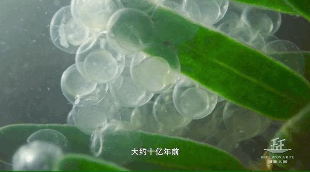 硬核吃鱼子酱指南，配糖油饼臭豆腐皮蛋