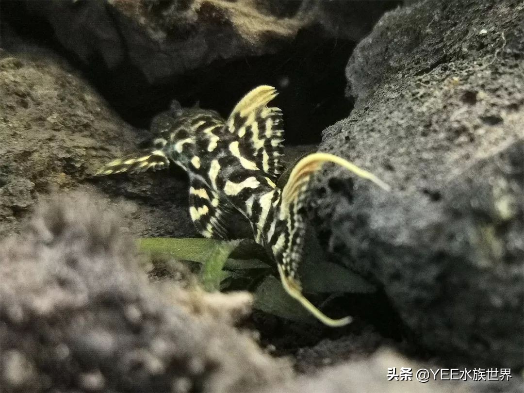 下盐能预防水霉病吗,盐治疗鱼病有哪几种