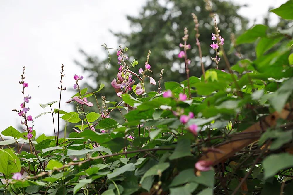 北京最美十条街巷,2019年度十大北京最美街巷