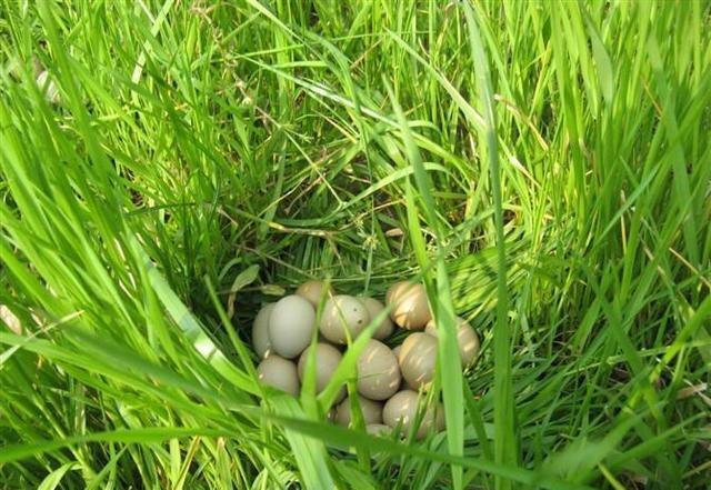 我家的端午节,我家的端午节800字