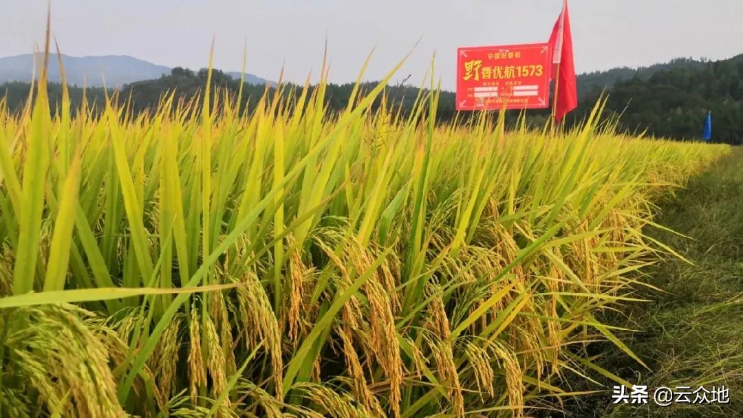 特优品种泰优明月丝苗,为何脱颖而出?食味优、外观好、丰产稳产