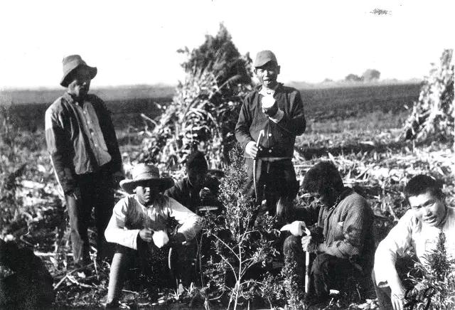 东北话如此上头,东北话上头了