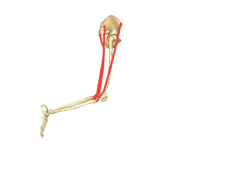 长时间骑自行车手腕疼,骑自行车膝盖上方酸痛是怎么回事