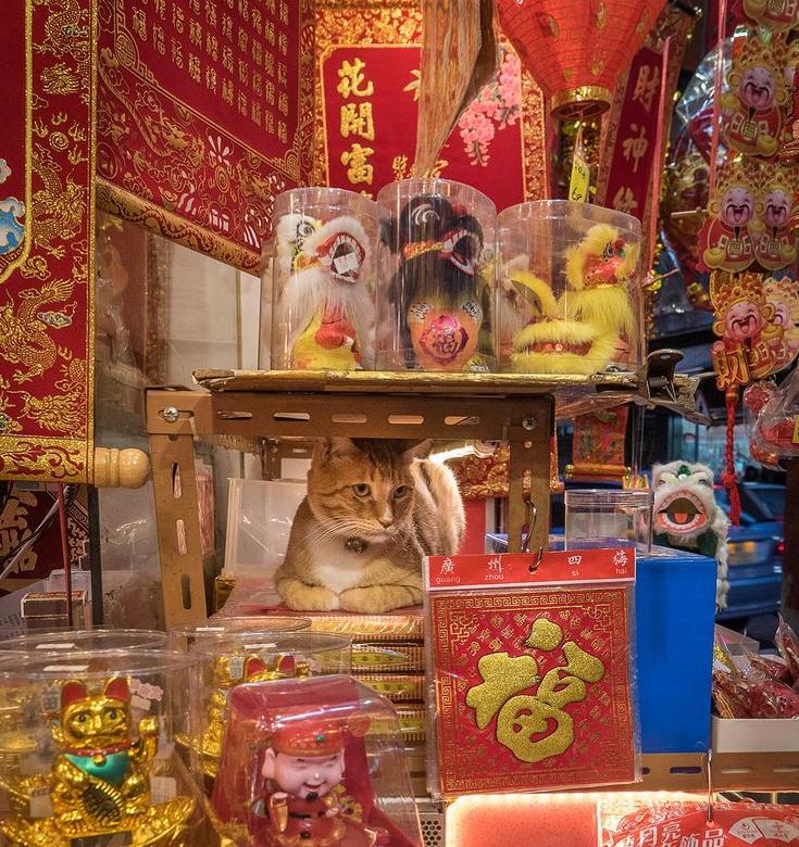 全网都以为复旦大学的猫被偷了，几天后…气得想骂猫