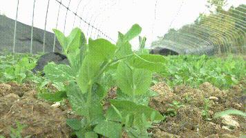 种植香菇一亩能产多少斤干货,农村大哥种18亩地