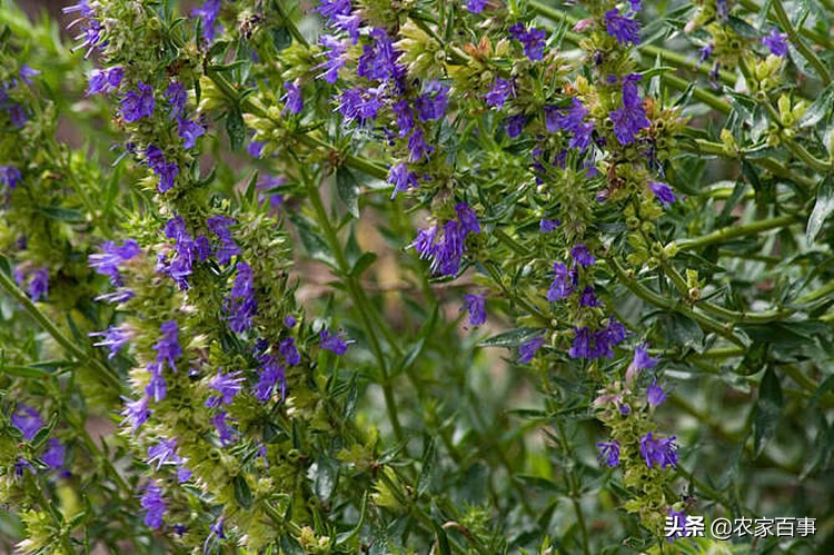 农村路边常见的根茎红色野草,农村一种常见野草却是止血良药