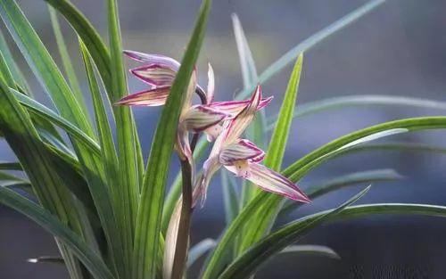 如何快速鉴别兰花的真假,新手如何分辨兰花的真假