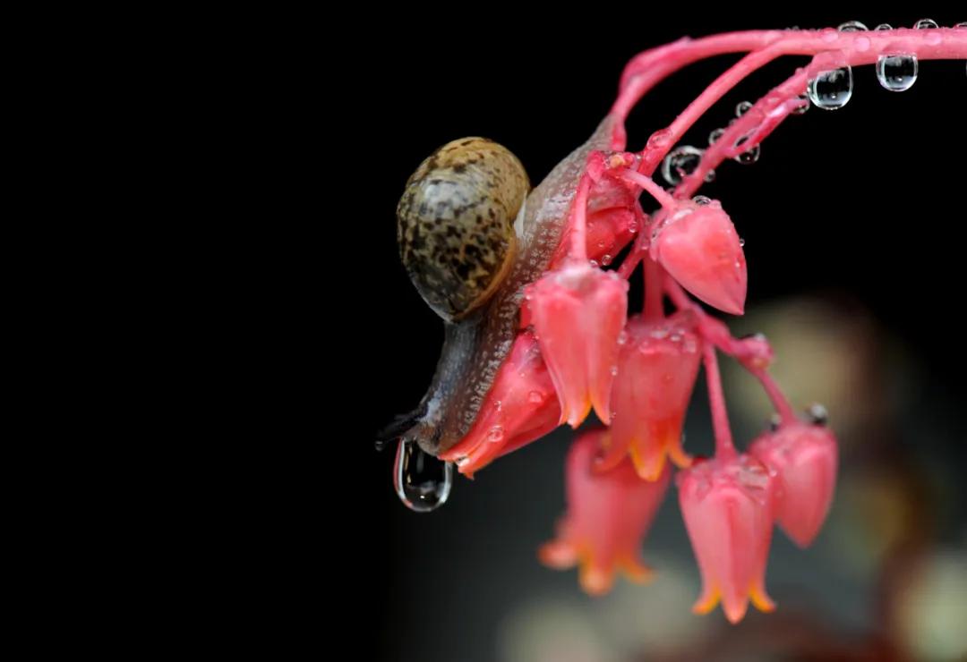 关于春日谷雨诗句,在谷雨诗词中留住最后一抹春色