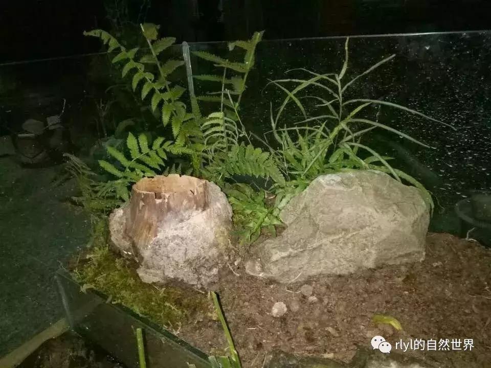 黄缘龟多大可以进环境造景,黄缘龟造景用陶粒还是火山石