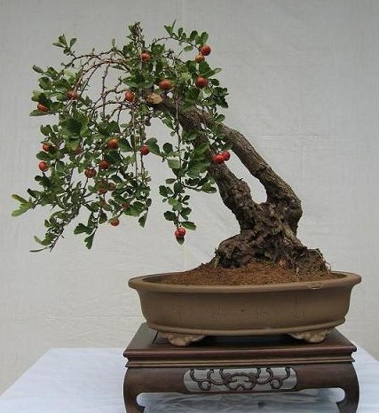 种满山的山楂树,庭院种植精品山楂树