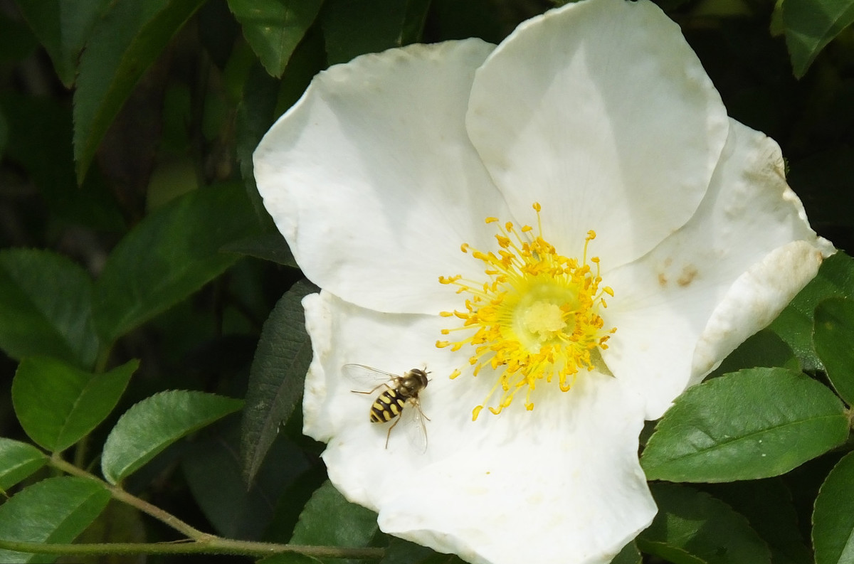 干金樱子能卖多少钱一斤,干金樱子市场价格