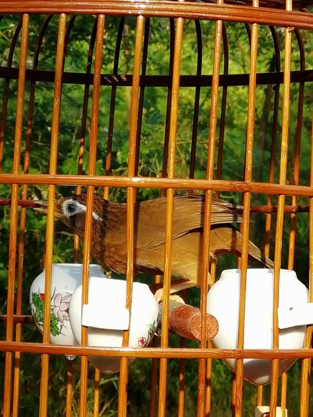 从画眉鸟尾巴的摆动去了解它的性。你知道这三点吗?