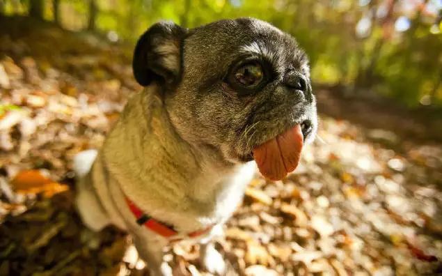 72种名犬分类介绍及图片,72种名犬及图片