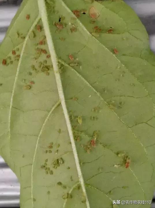 辣椒叶片生虫子了怎么办,辣椒苗上有白色小虫黏黏的