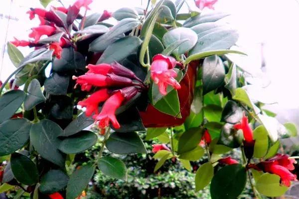 适合新手养的漂亮植物，价格便宜还好养活，来看看有没有你喜欢的