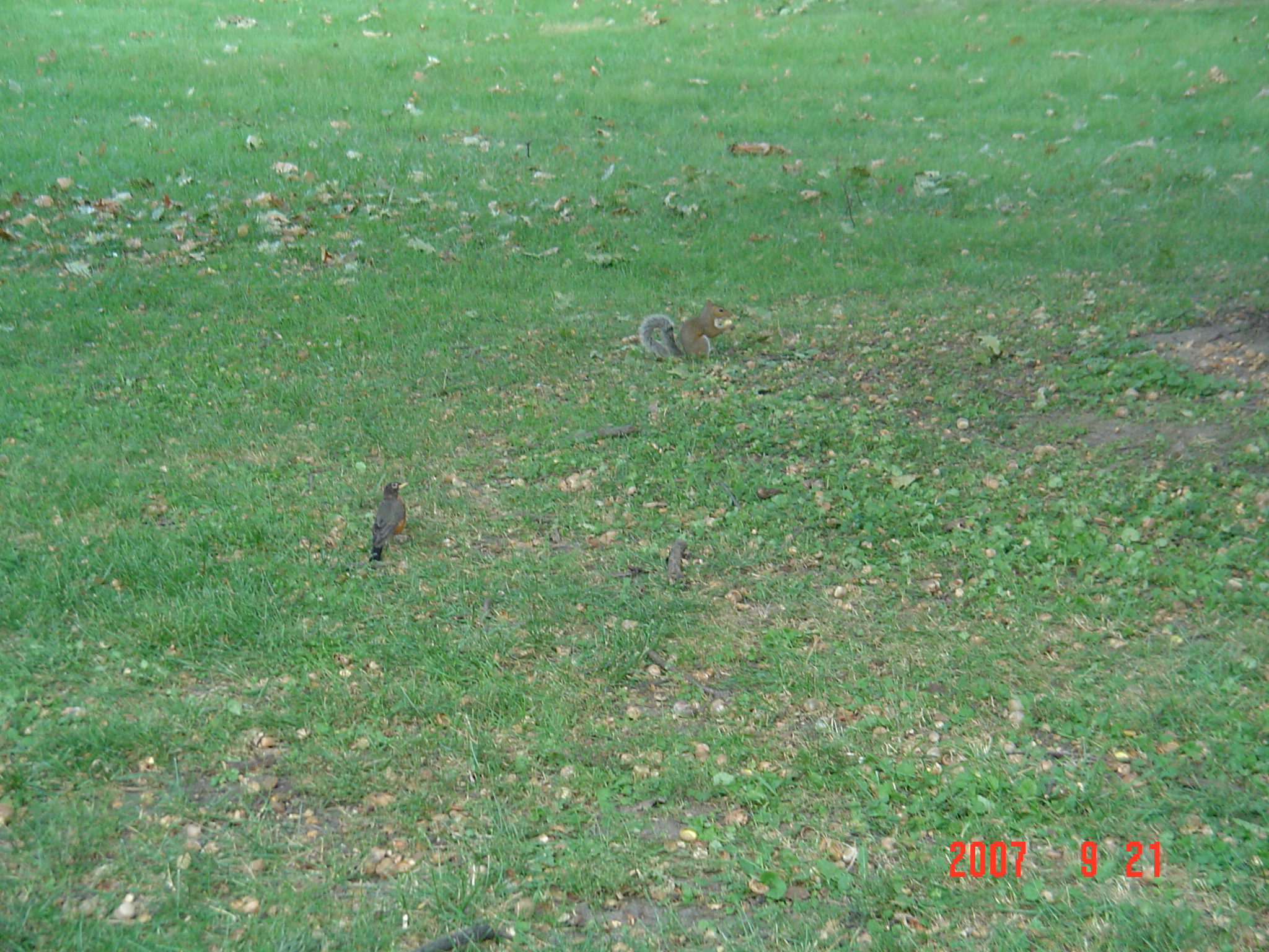 我的“大尾巴”，你在异国他乡还好吗？