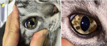 猫咪皮肤有黑斑点还很容易掉毛,猫咪身上有黑色斑点是怎么回事